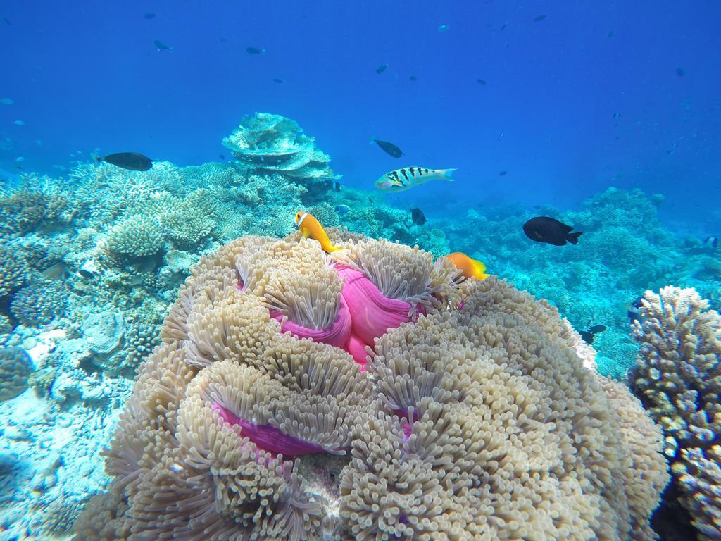 Lily Rest Maldives Hotell Maafushi Exteriör bild